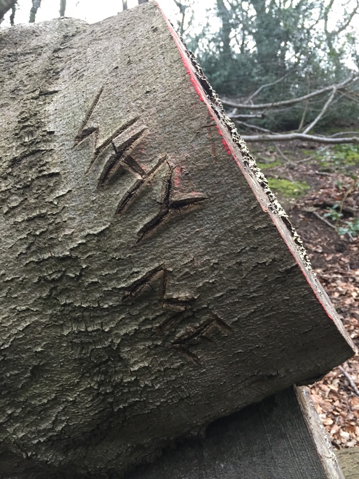 The words 'why me' carved into the bark of a fallen tree